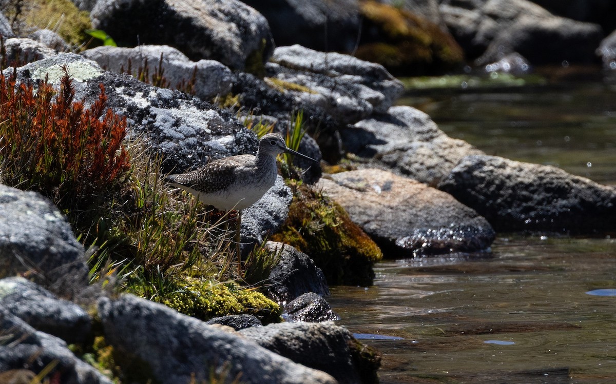 Greater Yellowlegs - ML645299838