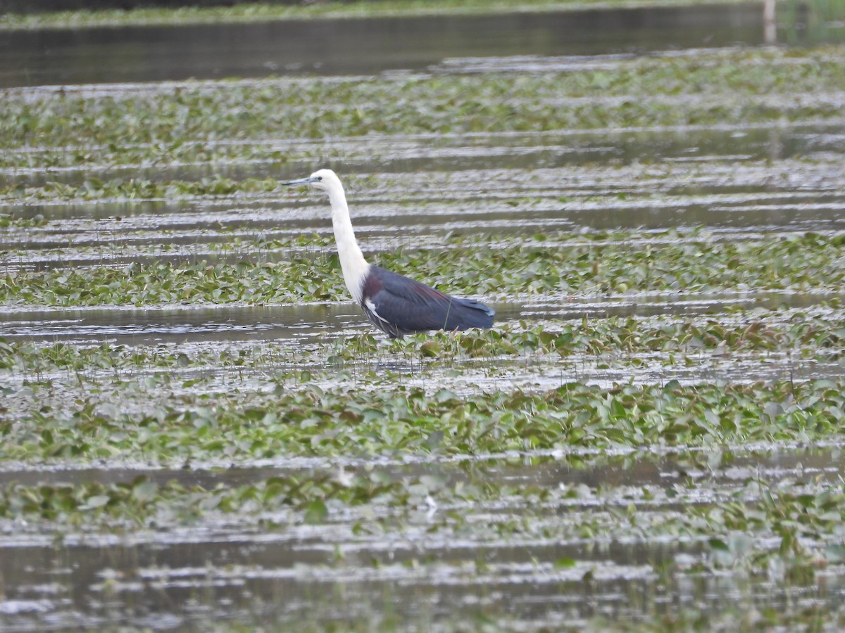 Pacific Heron - ML645299839