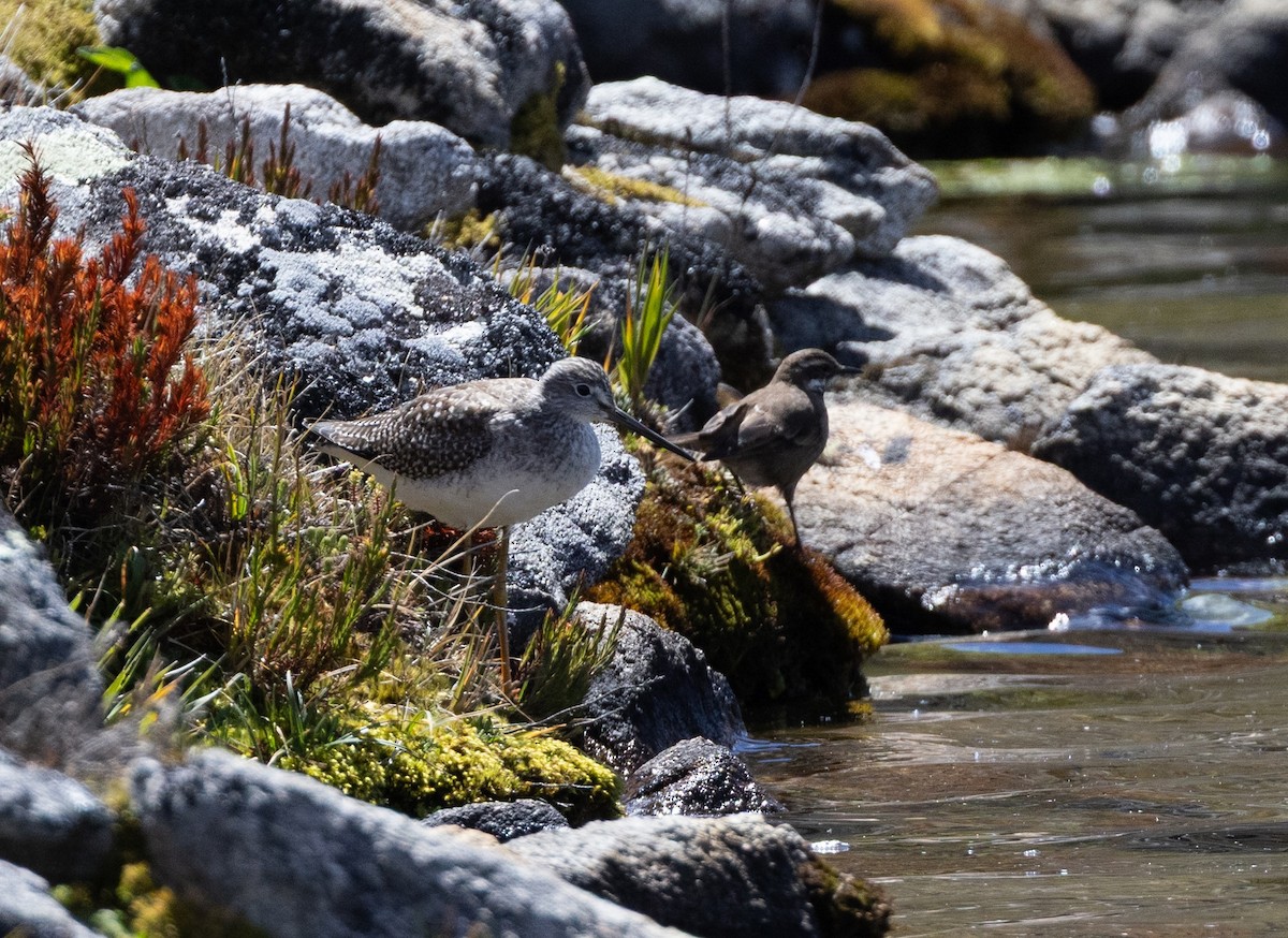 Greater Yellowlegs - ML645299840