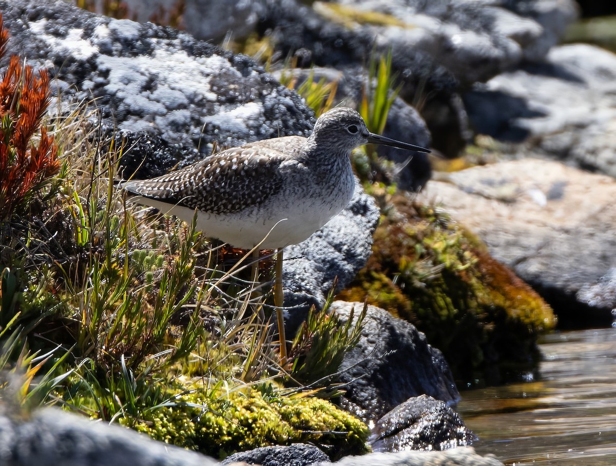 Greater Yellowlegs - ML645299841