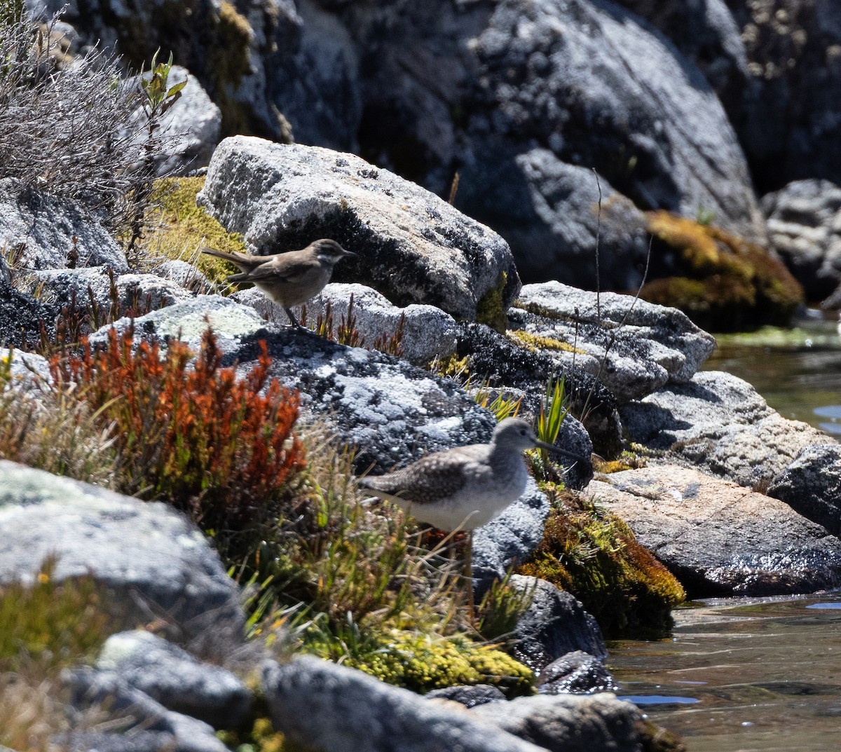 Greater Yellowlegs - ML645299842