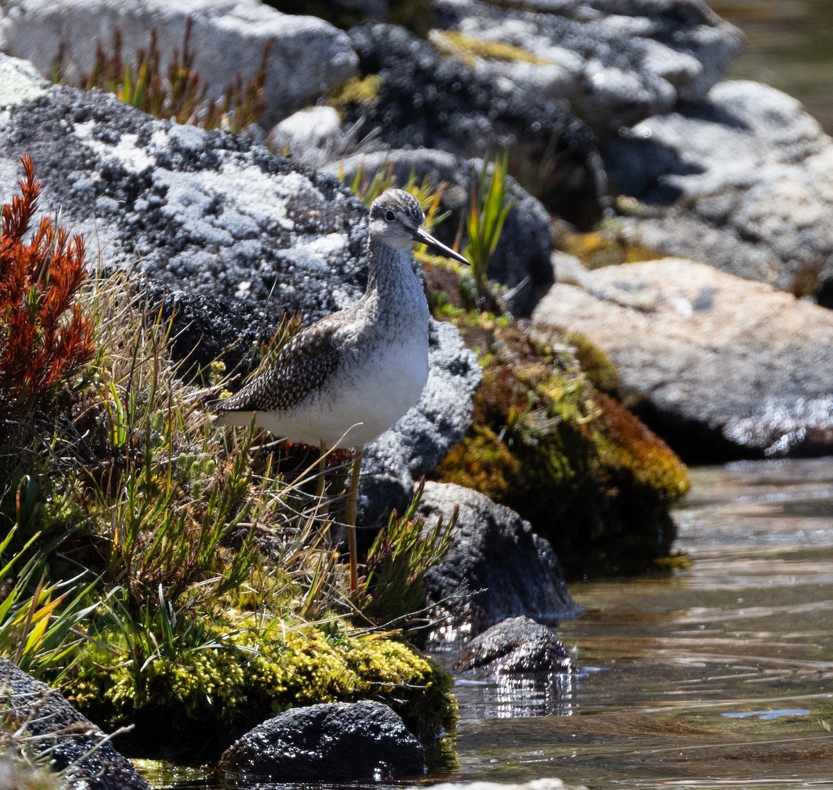 Greater Yellowlegs - ML645299843