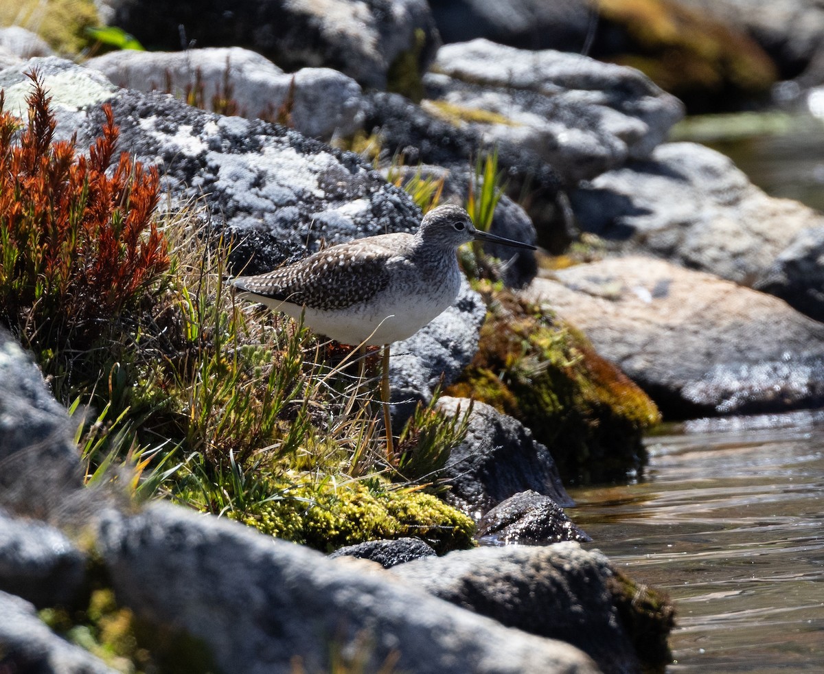 Greater Yellowlegs - ML645299844