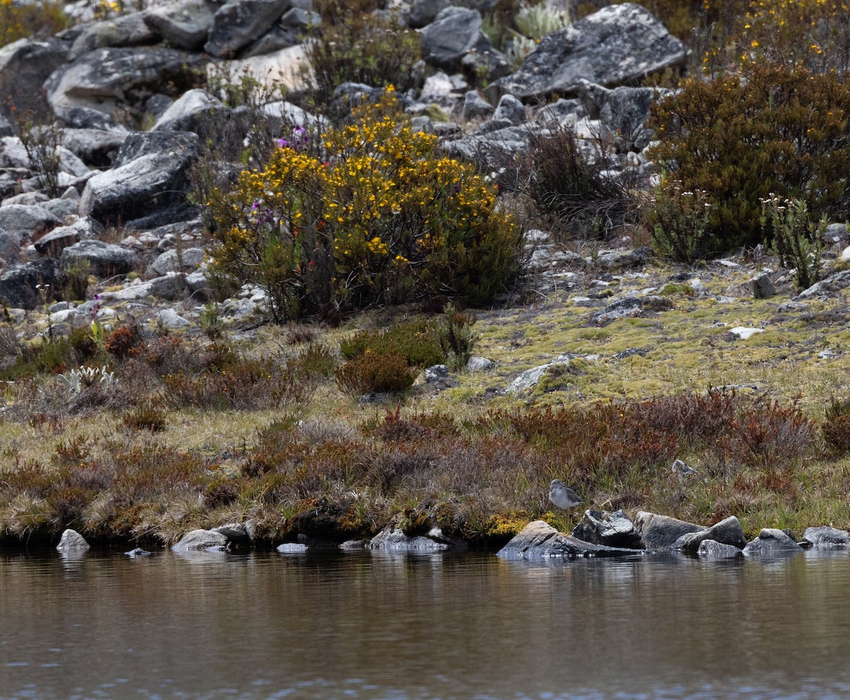 Greater Yellowlegs - ML645299845