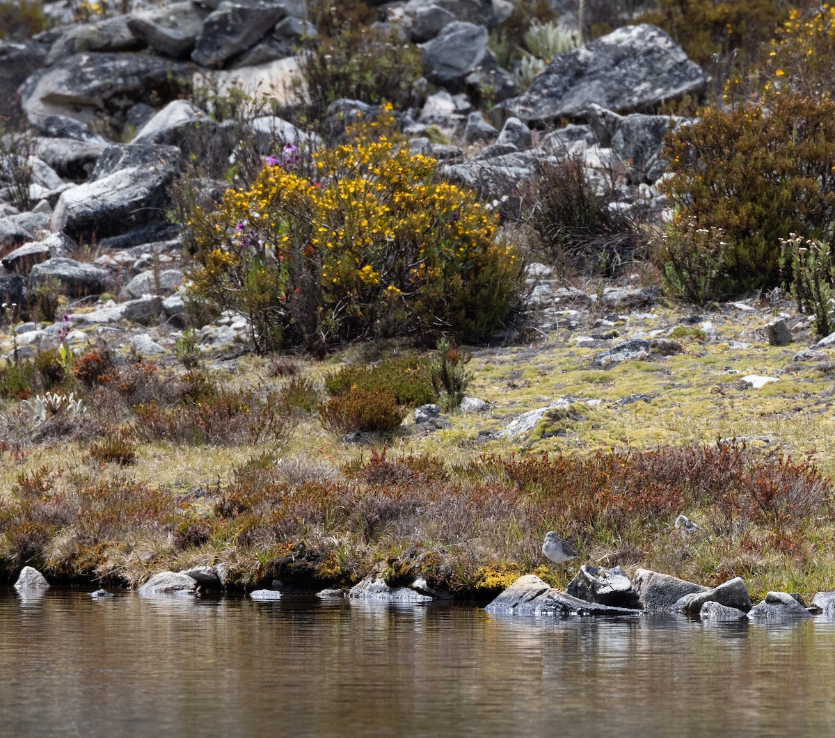 Greater Yellowlegs - ML645299846