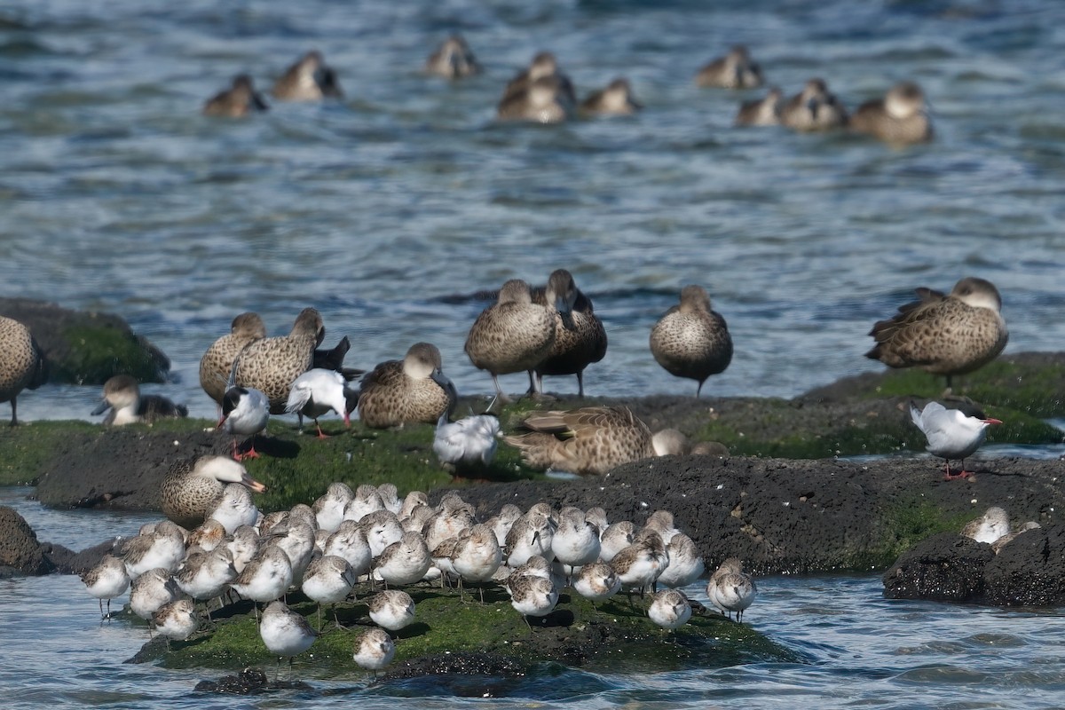Whiskered Tern - ML645299849