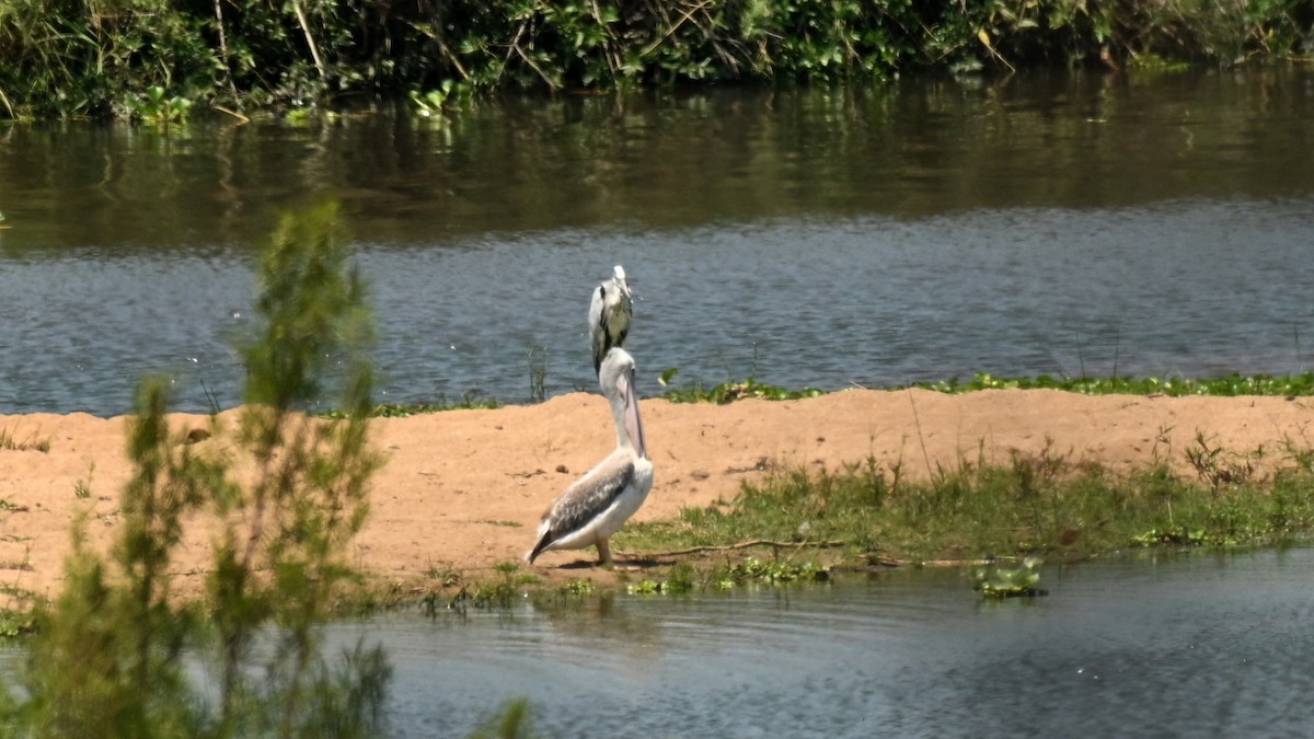 Pink-backed Pelican - ML645299850
