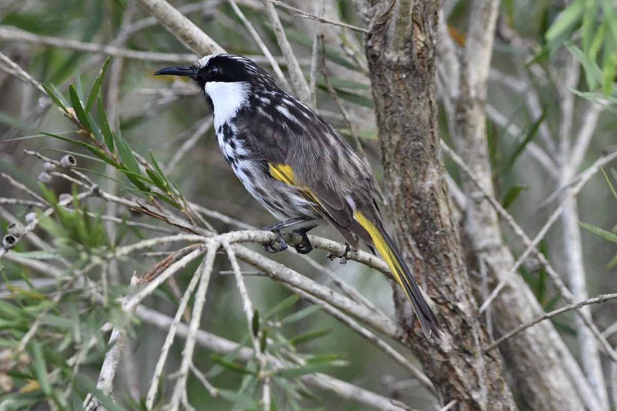 Weißwangen-Honigfresser - ML645299855