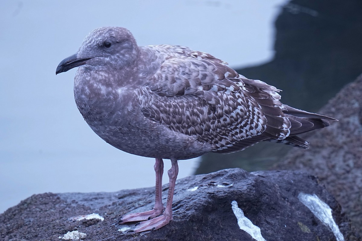 Western Gull - ML645299857