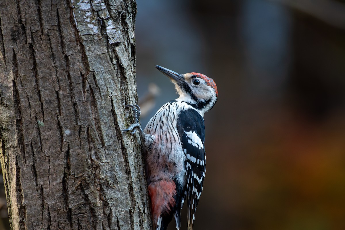 White-backed Woodpecker - ML645299862