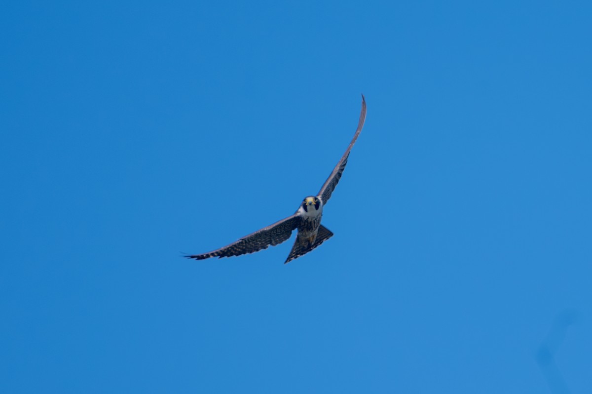 遊隼 - ML645299876