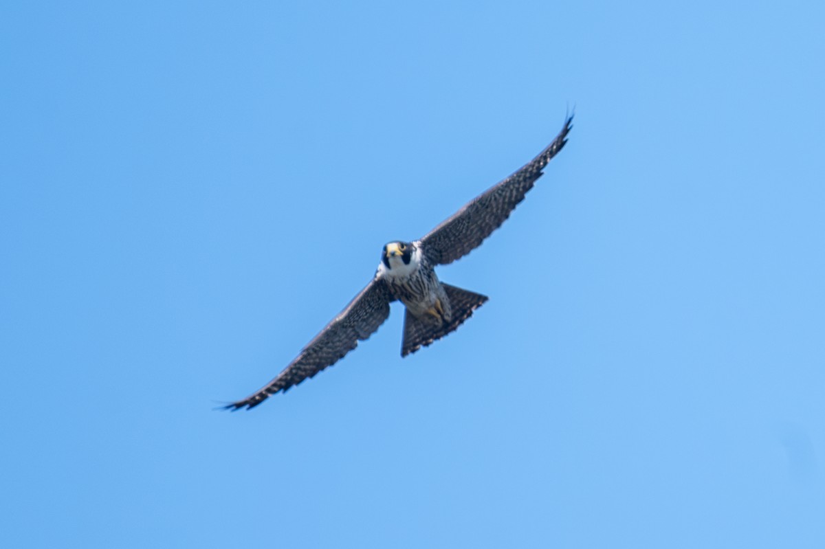 遊隼 - ML645299877