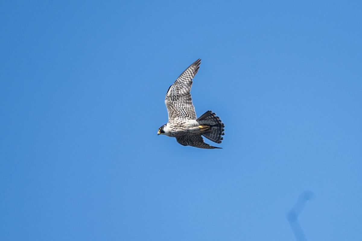 遊隼 - ML645299878