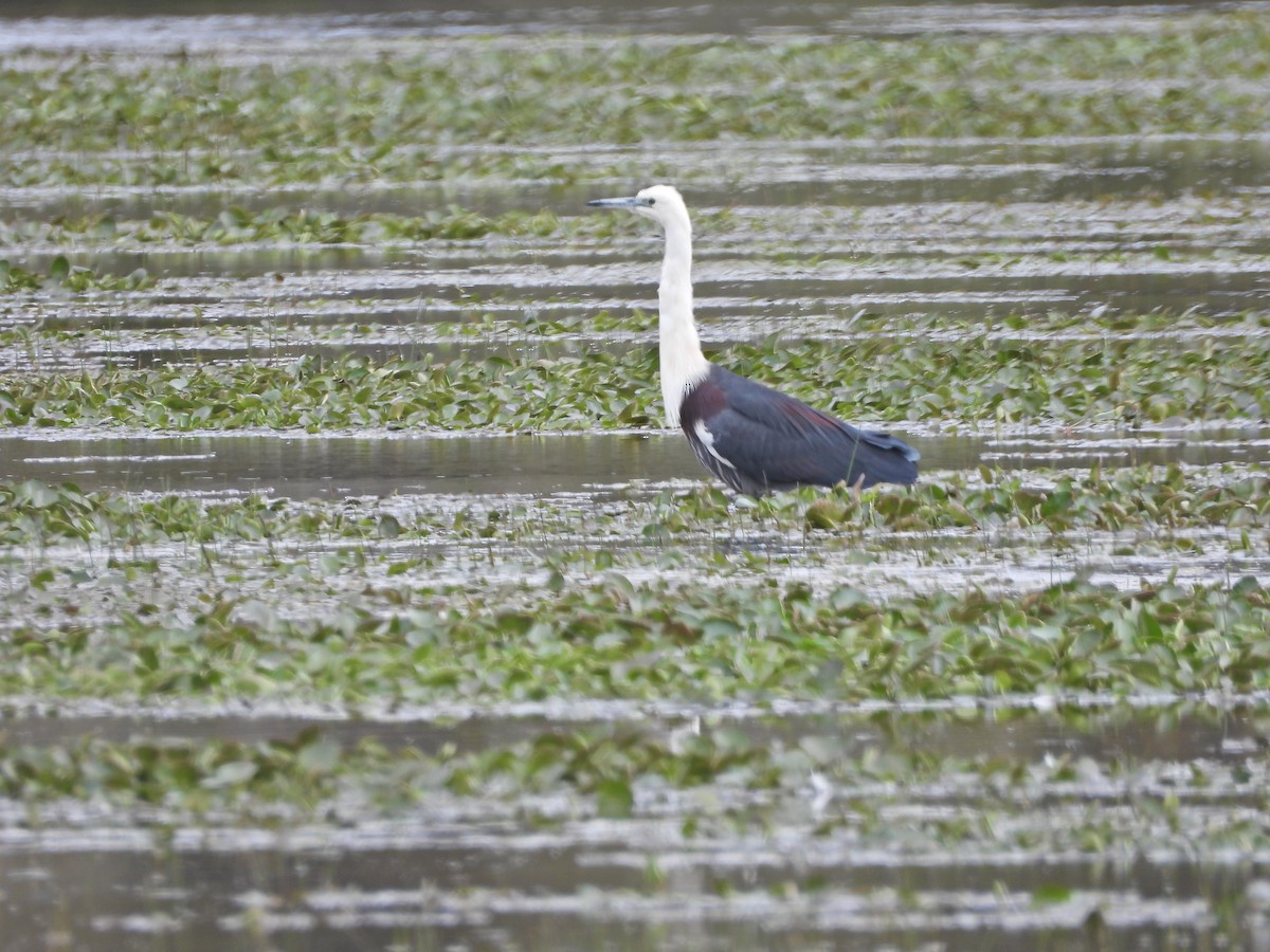 Pacific Heron - ML645299888