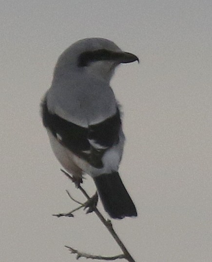 Northern Shrike - ML645299904