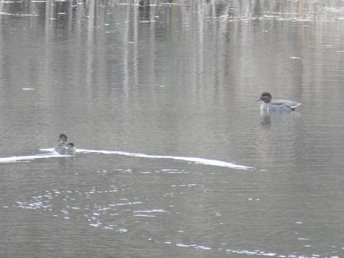 Green-winged Teal - ML645299908