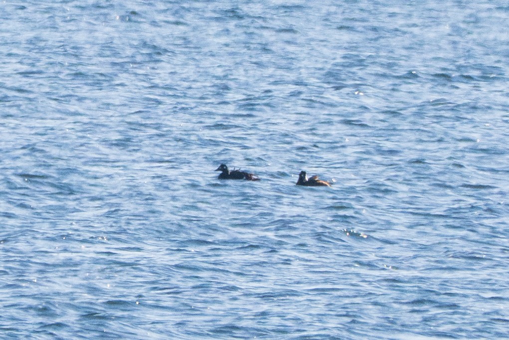 White-winged Scoter - ML645299912