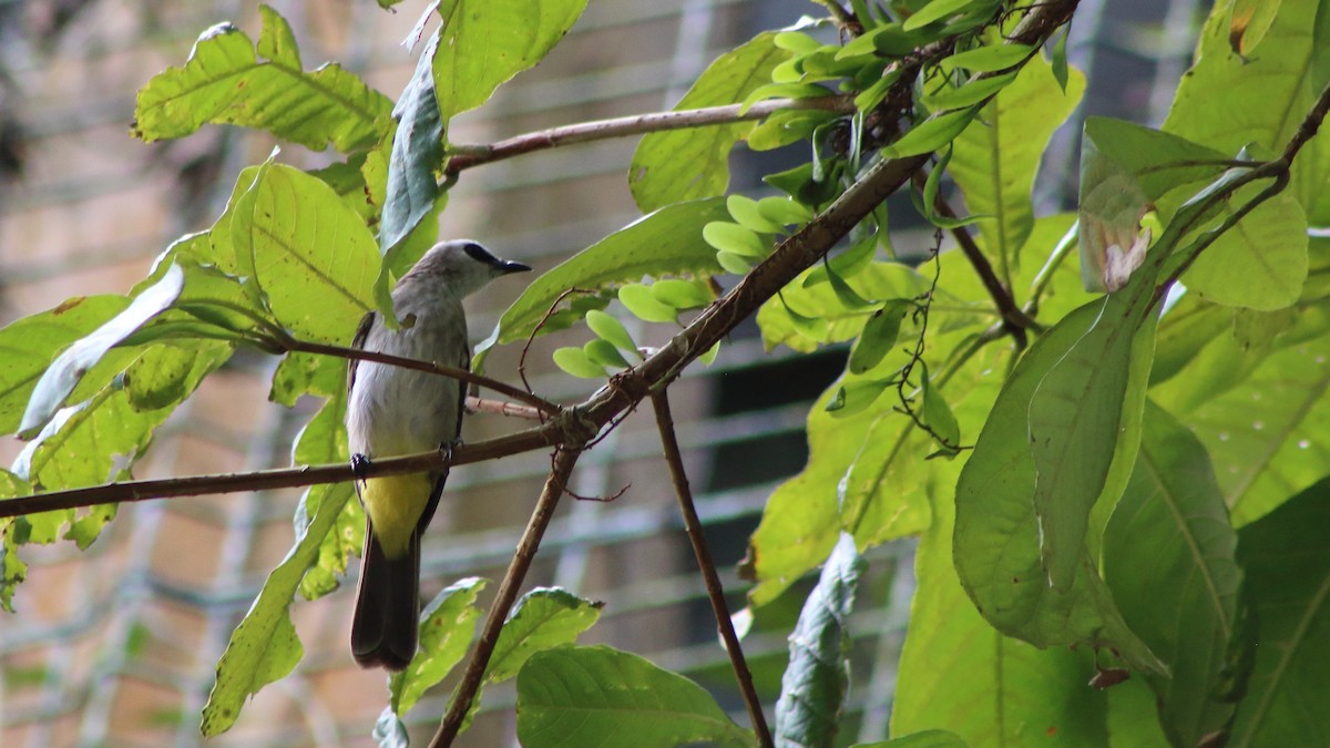 Yellow-vented Bulbul - ML645299914