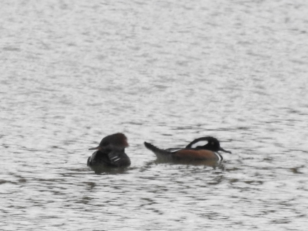 Hooded Merganser - ML645299920