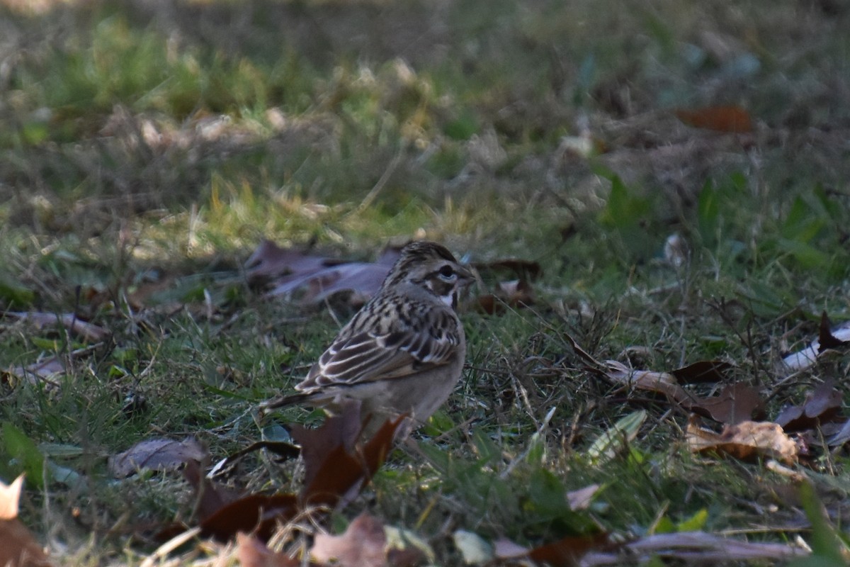 Lark Sparrow - ML645299925