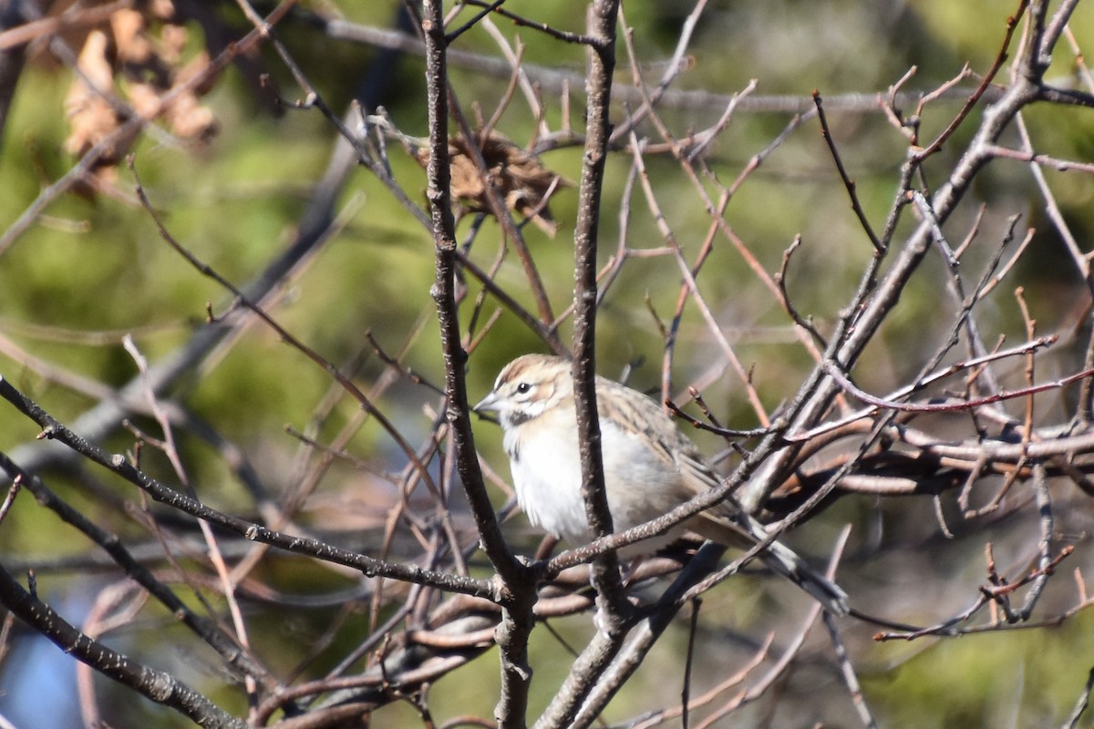 Lark Sparrow - ML645299926
