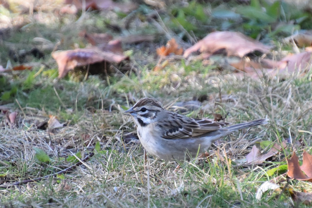 Lark Sparrow - ML645299927