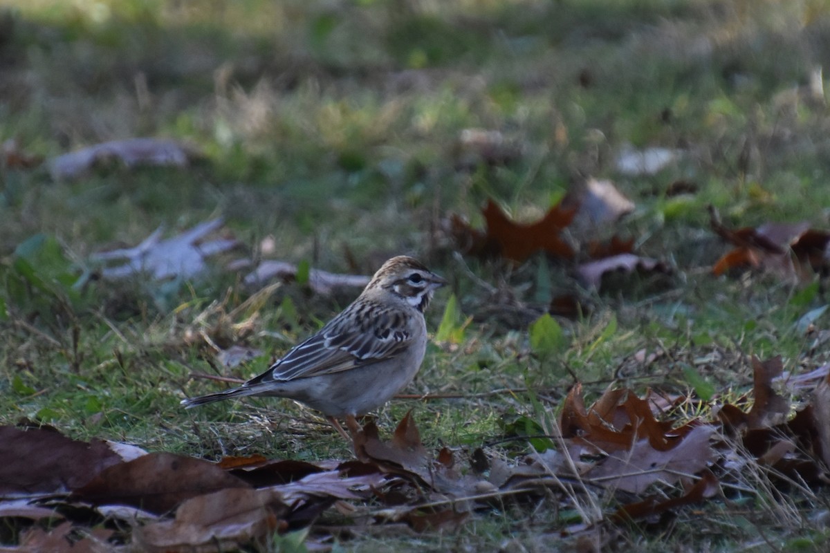 Lark Sparrow - ML645299928
