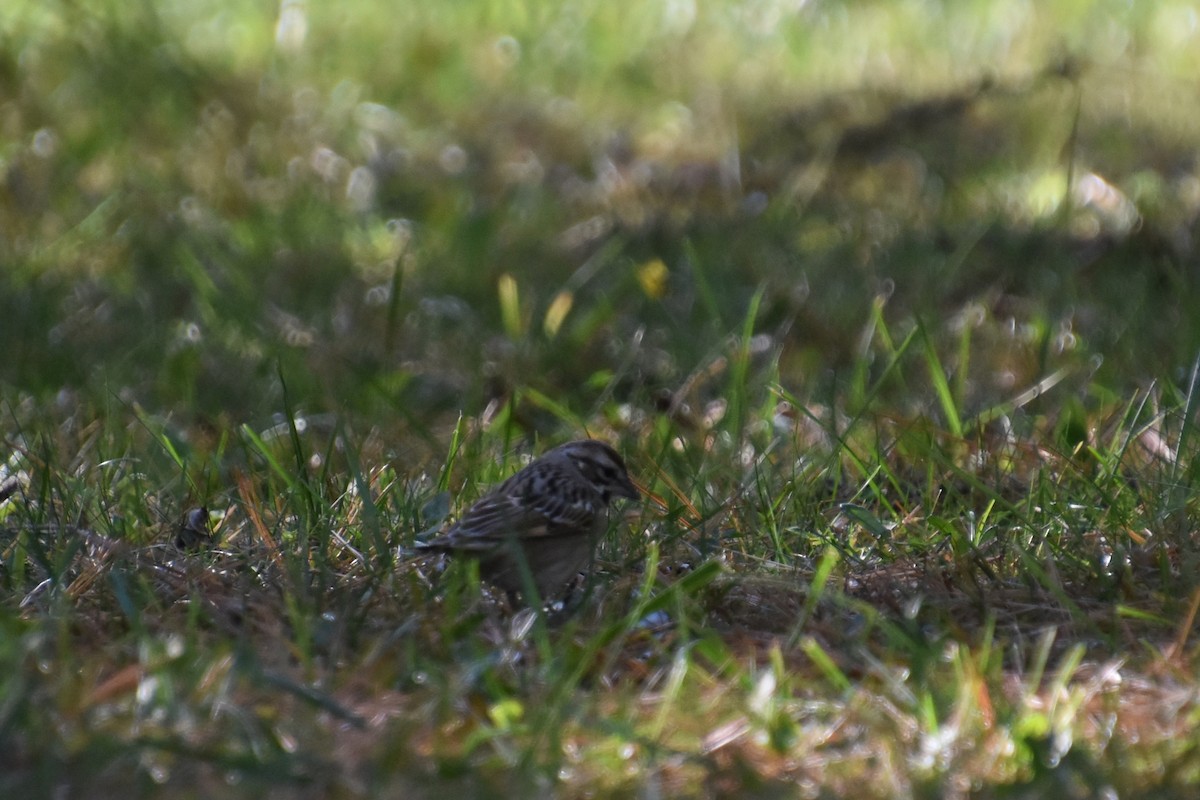 Lark Sparrow - ML645299929