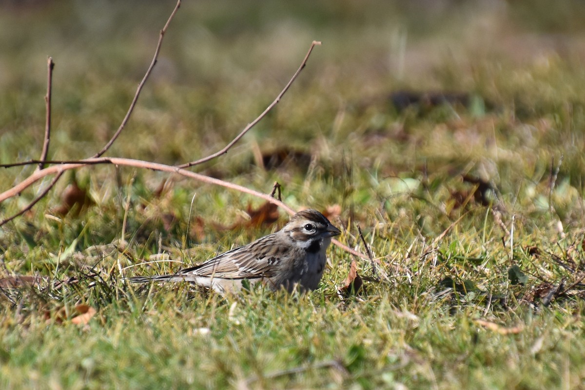 Lark Sparrow - ML645299930