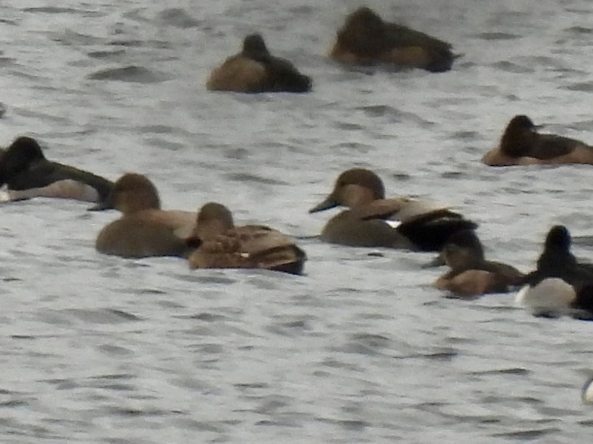 Нерозень - ML645299931