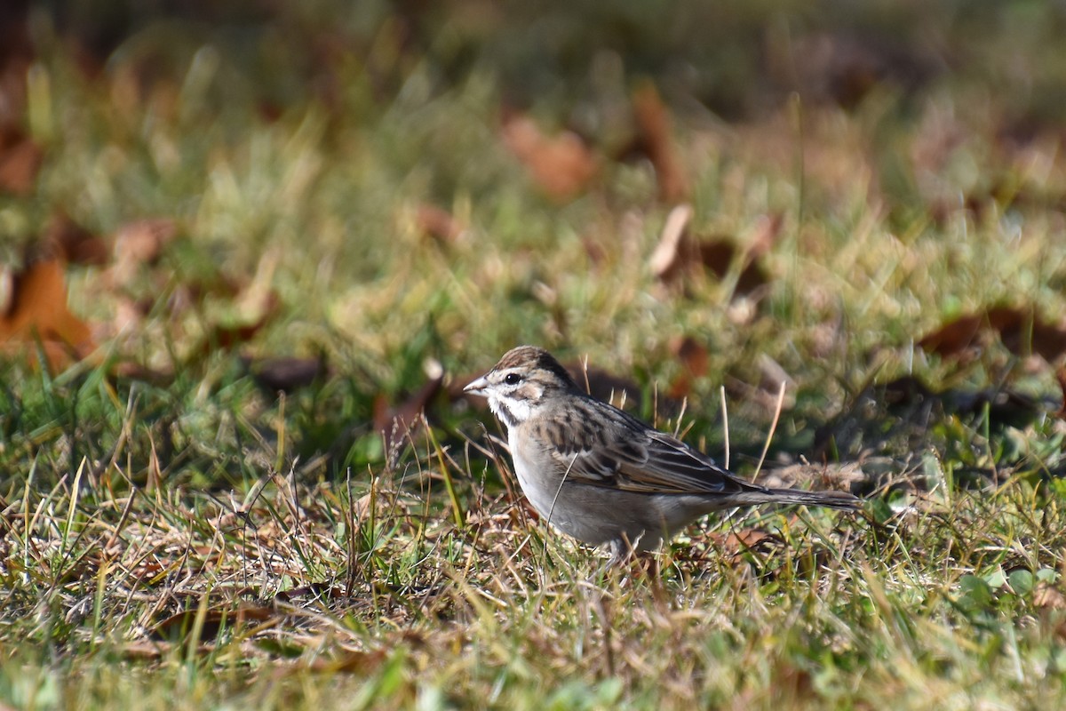 Lark Sparrow - ML645299932