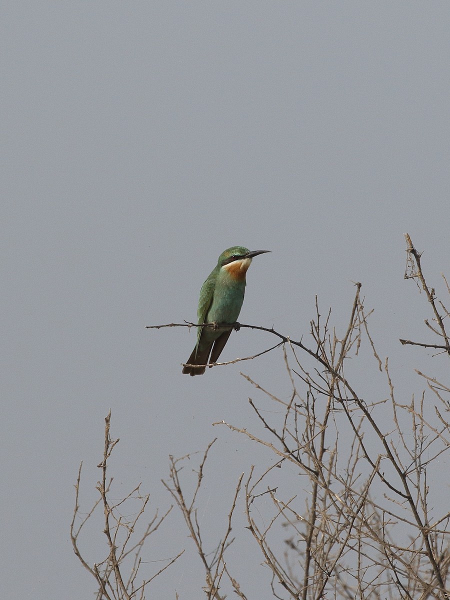 שרקרק ירוק - ML645299972