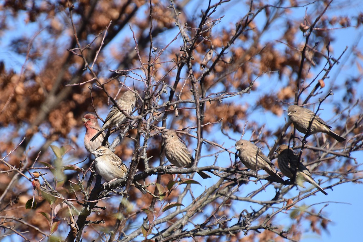 Lark Sparrow - ML645299975