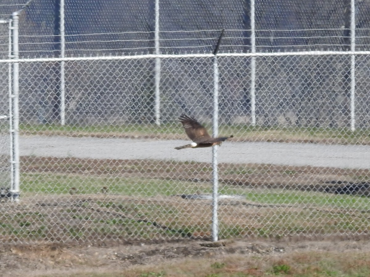 Northern Harrier - ML645299981