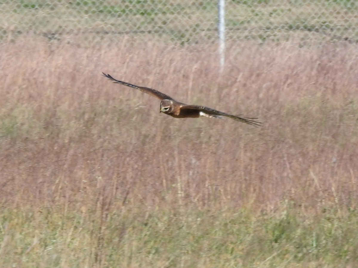 Northern Harrier - ML645299982