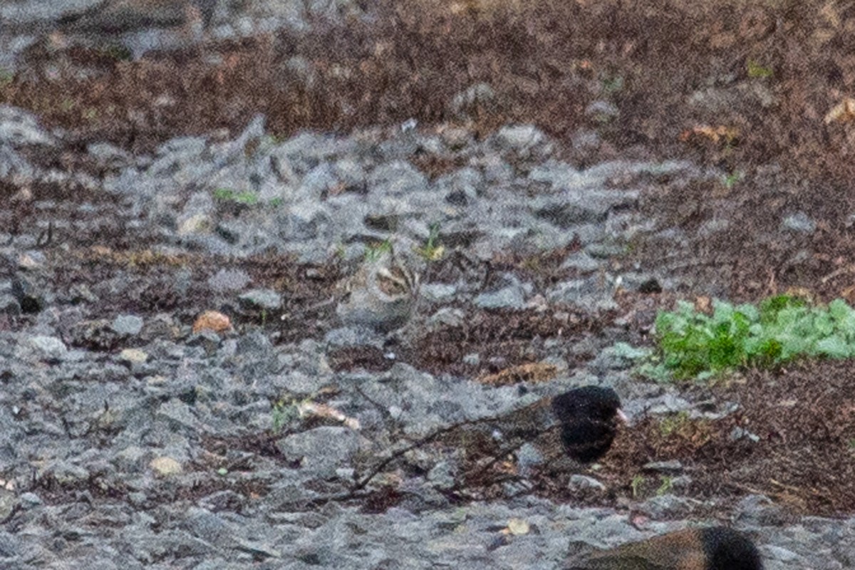 Clay-colored Sparrow - ML645299983