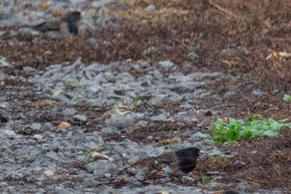 Clay-colored Sparrow - ML645299984