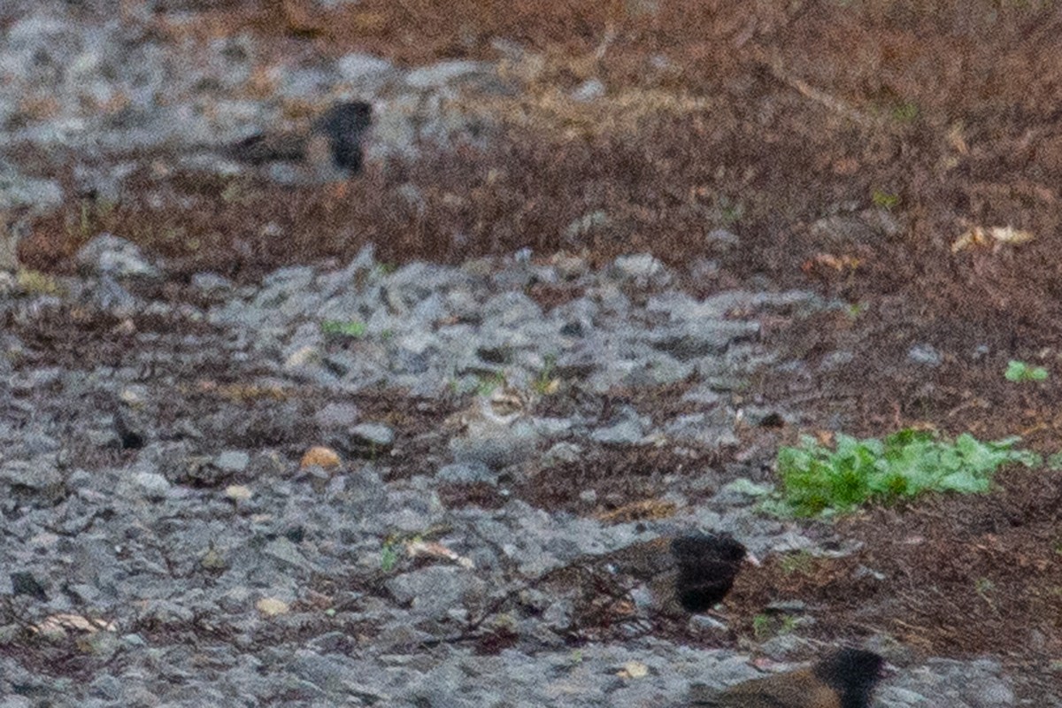 Clay-colored Sparrow - ML645299985