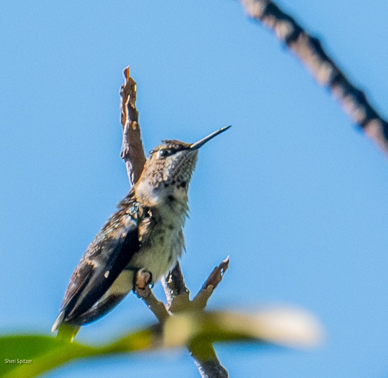 Ruby-throated Hummingbird - ML645299989