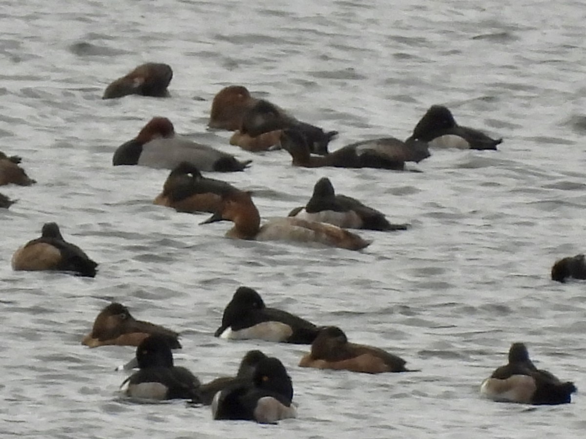 Büyük Elmabaş - ML645299992