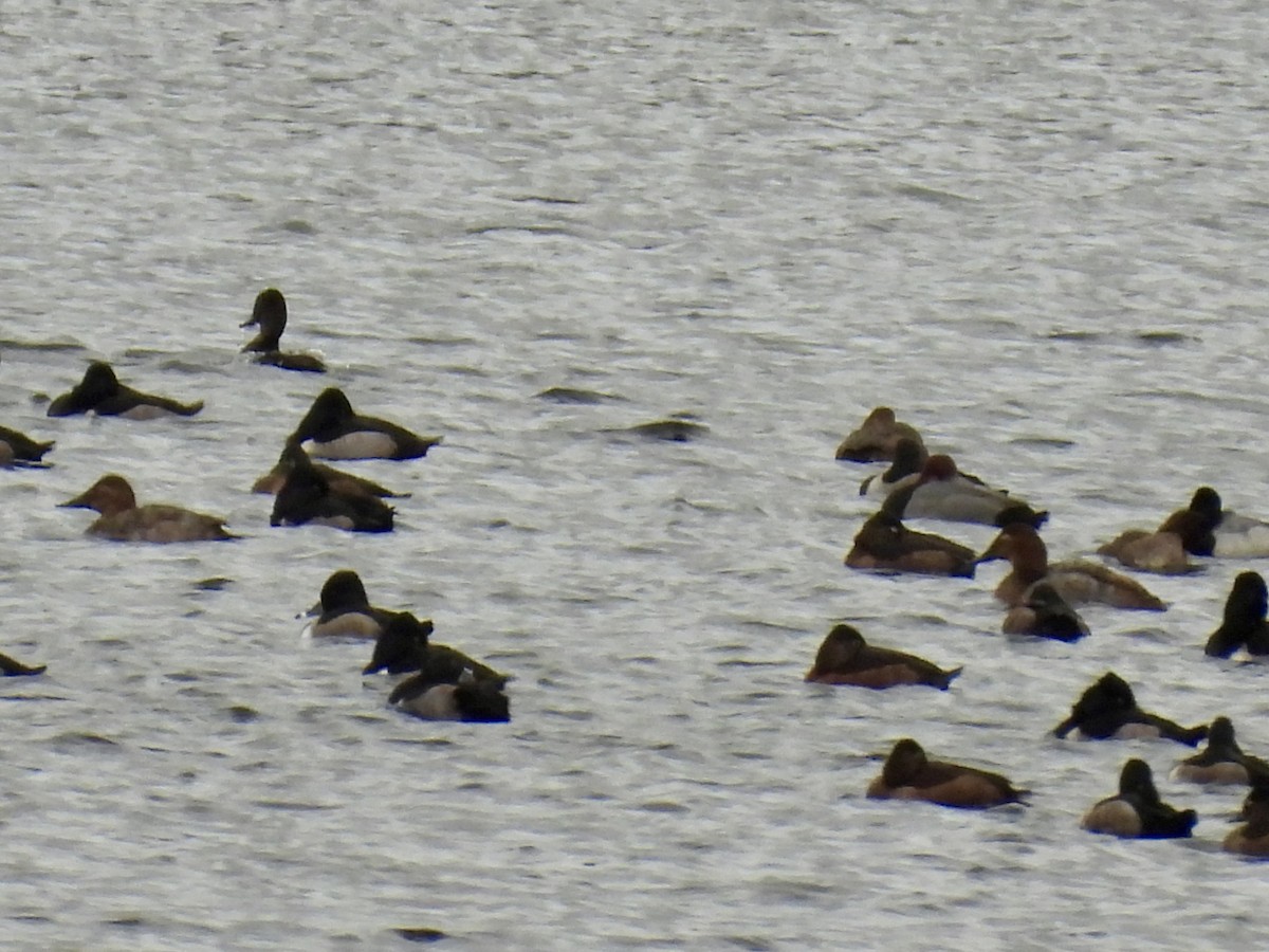 Büyük Elmabaş - ML645299993