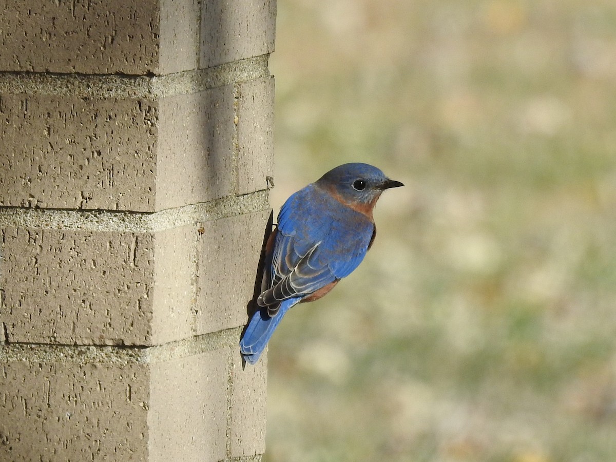 Eastern Bluebird - ML645299994