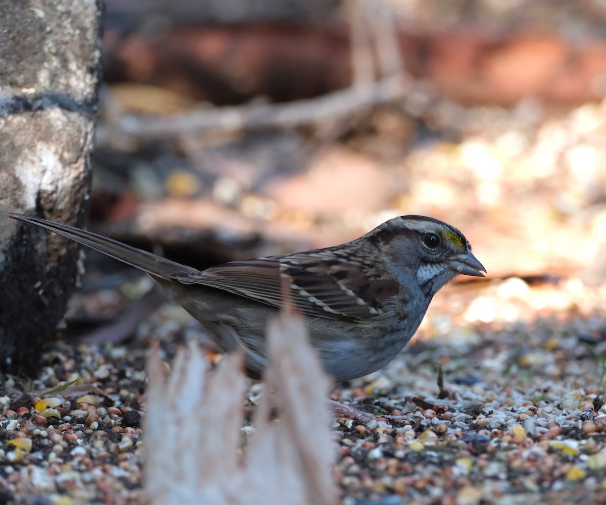 White-throated Sparrow - ML645299996