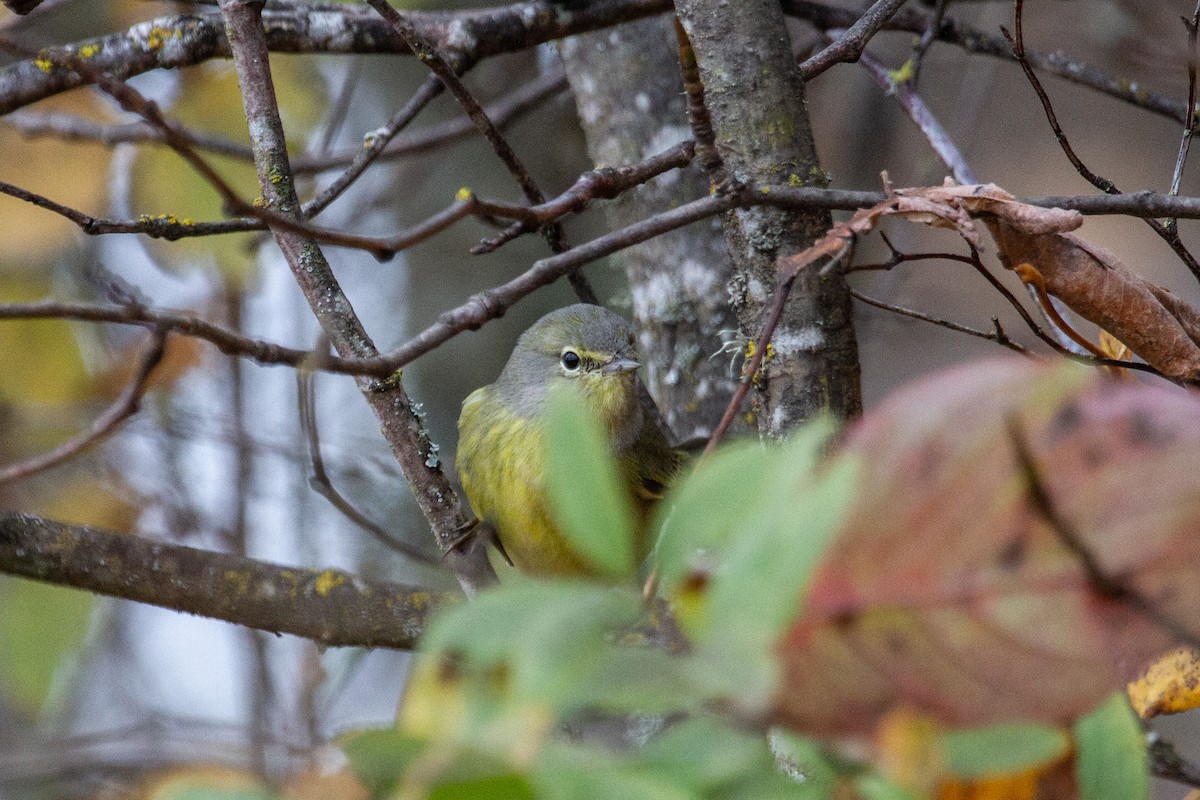 lesňáček hvězdičkový (ssp. celata/orestera) - ML645300005