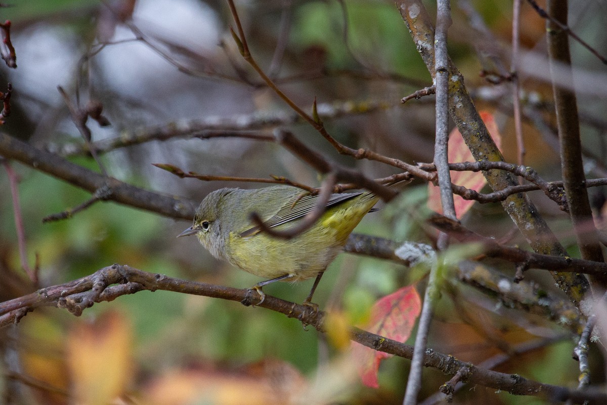 lesňáček hvězdičkový (ssp. celata/orestera) - ML645300006