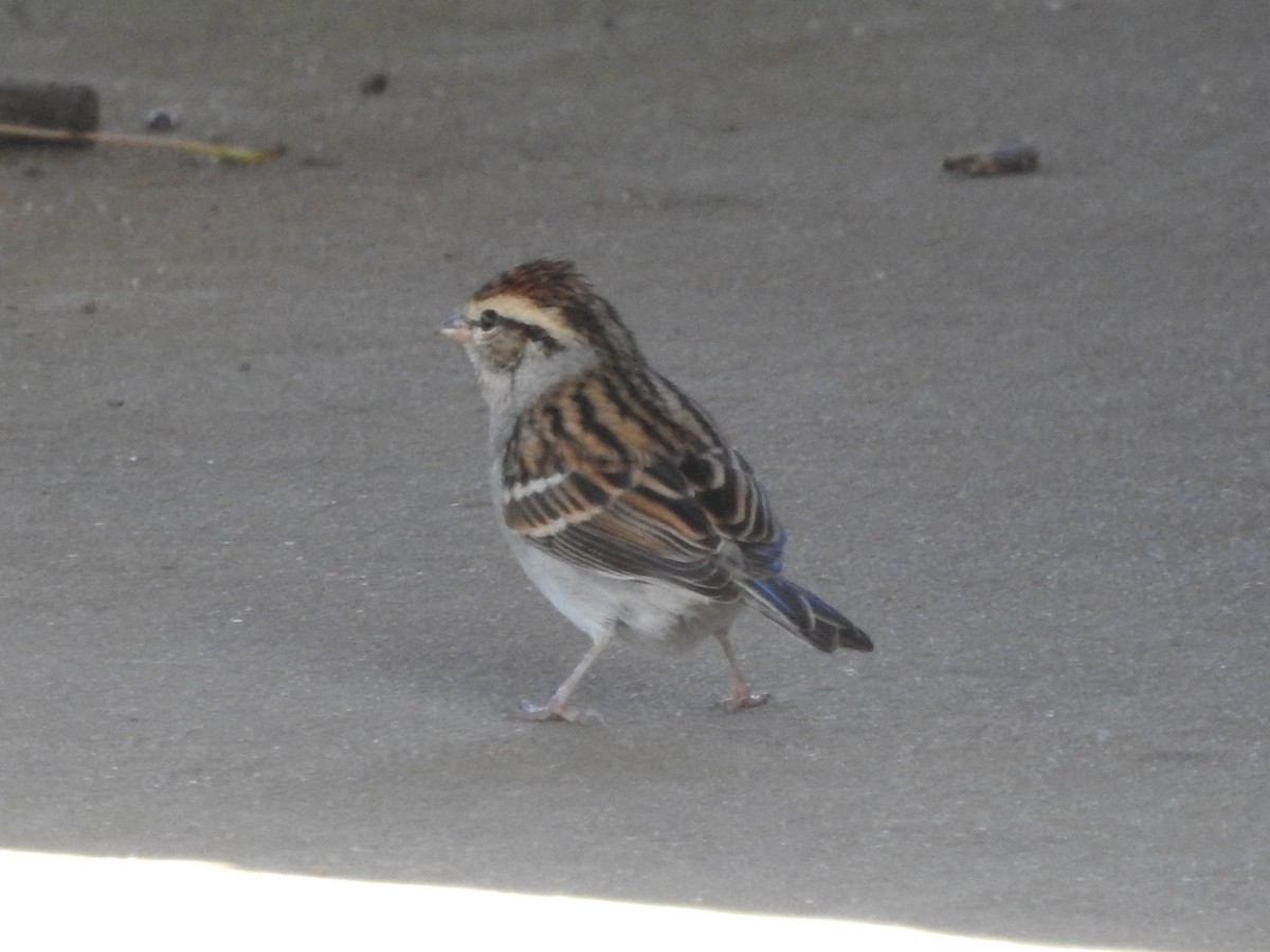 Chipping Sparrow - ML645300009