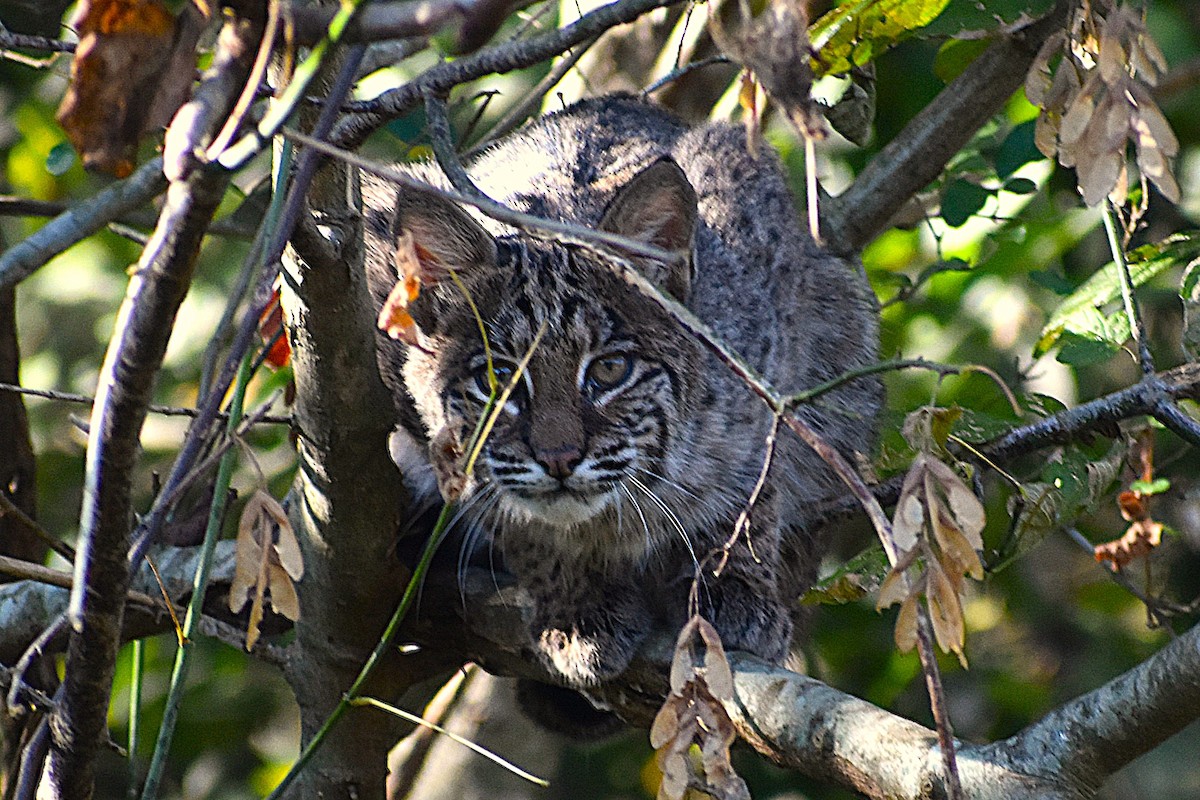 Bobcat - ML645300014