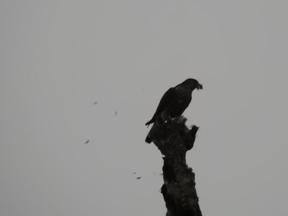 Faucon émerillon - ML645300019