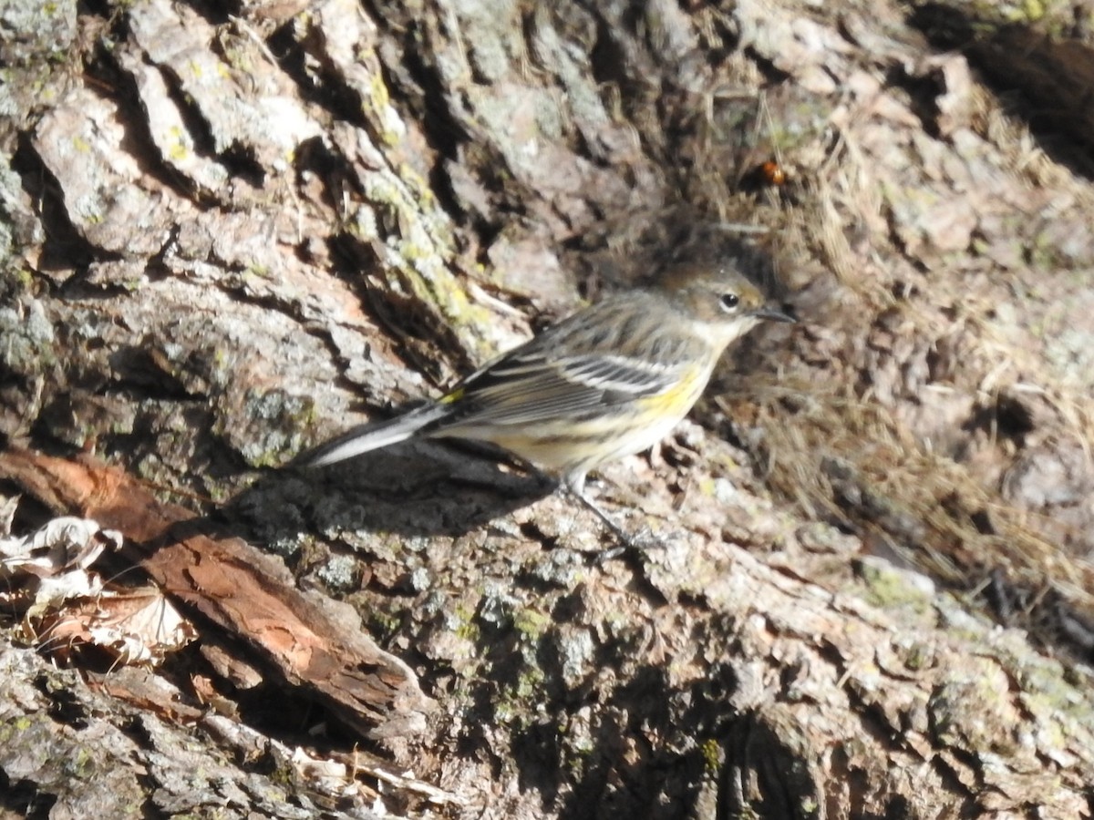 Yellow-rumped Warbler - ML645300025