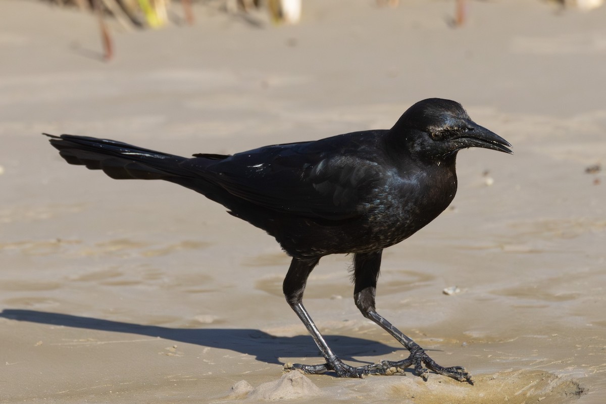 Great-tailed Grackle - ML645300028